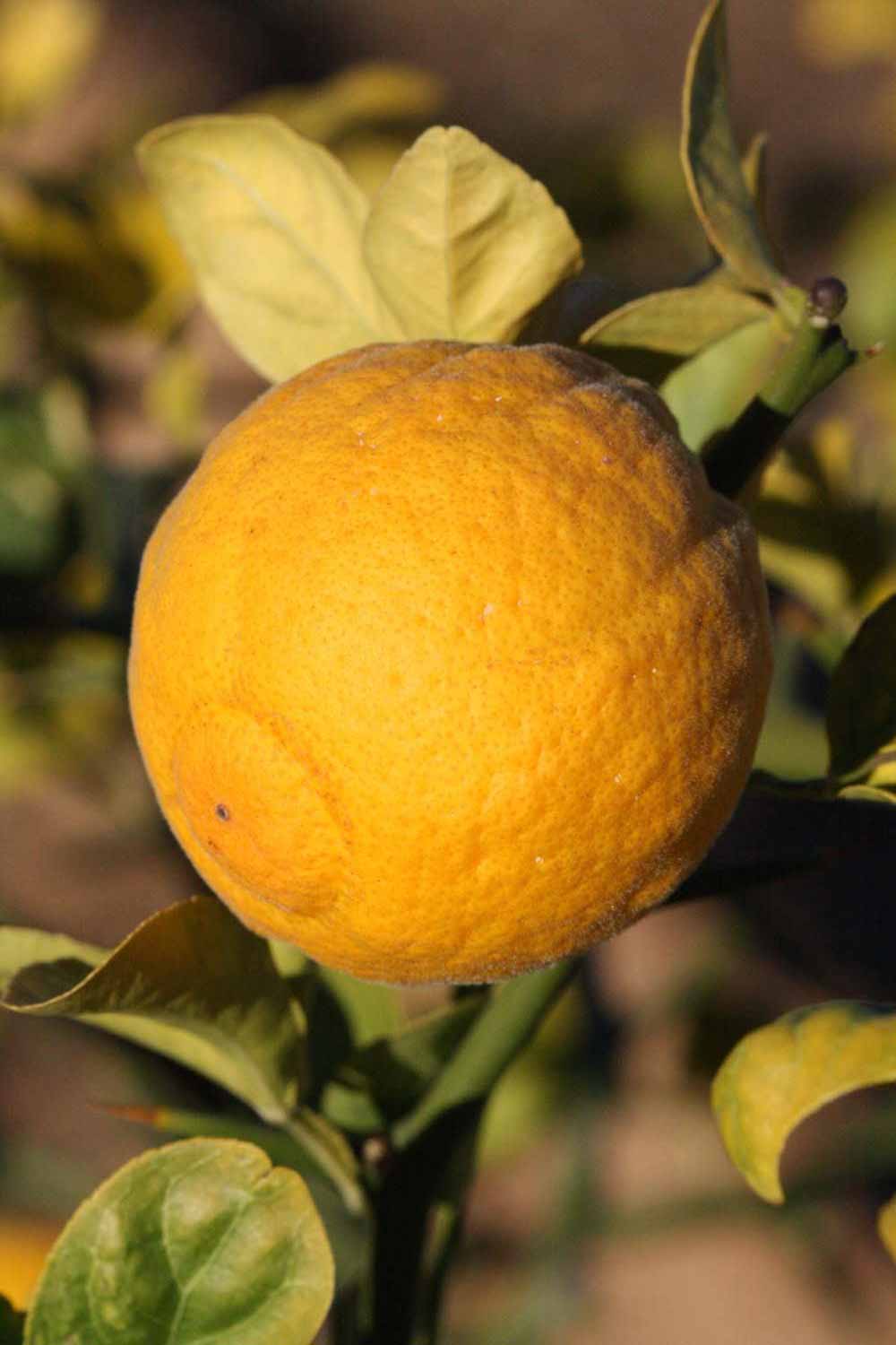            Fruit (Riverside, CA)   